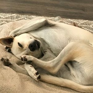 Meet your Posher, Steven